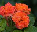 Роза Orange Symphonie (Оранж Симфони) — фото 5