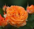 Роза Orange Symphonie (Оранж Симфони) — фото 8