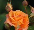 Роза Orange Symphonie (Оранж Симфони) — фото 9