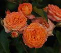 Роза Orange Symphonie (Оранж Симфони) — фото 10