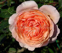 Роза William Morris (Уильям Моррис) — фото 4