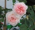 Роза William Morris (Уильям Моррис) — фото 5