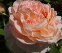 Роза William Morris (Уильям Моррис) — фото 7