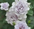 Роза Misty purple (Мисти перпл) — фото 2