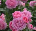 Роза Pink of Princess (Пинк оф Принцесс) — фото 2