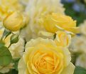 Роза Yellow Ethernity (Еллоу Этернети) — фото 2