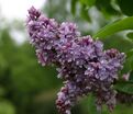 Сирень "Абель Карьерр" / Syringa vulgaris "Abel Carriere" — фото 2