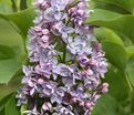 Сирень "Абель Карьерр" / Syringa vulgaris "Abel Carriere" — фото 3