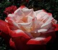 Роза Double Delight (Дабл Дилайт) — фото 2