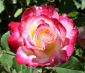 Роза Double Delight (Дабл Дилайт) — фото 4