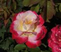 Роза Double Delight (Дабл Дилайт) — фото 6