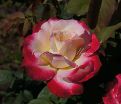 Роза Double Delight (Дабл Дилайт) — фото 7