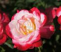 Роза Double Delight (Дабл Дилайт) — фото 8
