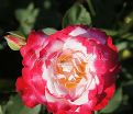 Роза Double Delight (Дабл Дилайт) — фото 9