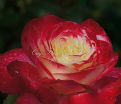 Роза Double Delight (Дабл Дилайт) — фото 10