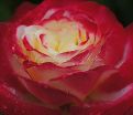 Роза Double Delight (Дабл Дилайт) — фото 12