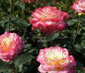 Роза Double Delight (Дабл Дилайт) — фото 15