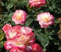 Роза Double Delight (Дабл Дилайт) — фото 16