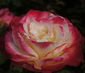 Роза Double Delight (Дабл Дилайт) — фото 17