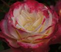 Роза Double Delight (Дабл Дилайт) — фото 18