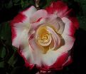 Роза Double Delight (Дабл Дилайт) — фото 20