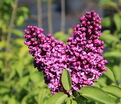 Сирень "Алеша" / Syringa vulgaris "Alesha" — фото 3