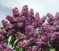 Сирень "Алеша" / Syringa vulgaris "Alesha" — фото 5