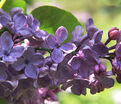 Сирень "Аметист II" / Syringa vulgaris "Ametist II" — фото 3