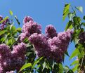 Сирень "Андрюша Громов" / Syringa vulgaris "Andrysha Gromov" — фото 3