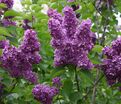 Сирень "Анн Шиач" / Syringa vulgaris "Anne Shiach" — фото 2