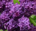 Сирень "Анн Шиач" / Syringa vulgaris "Anne Shiach" — фото 3