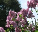 Сирень "Анна Никлс" / Syringa vulgaris "Anna Nickles" — фото 2