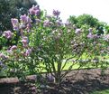 Сирень "Анна Никлс" / Syringa vulgaris "Anna Nickles" — фото 3