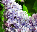 Сирень "Анри Мартен" / Syringa vulgaris "Henri Martin" — фото 2