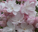 Сирень "Антонина Мельник" / Syringa vulgaris "Antonina Mel'nik" — фото 2