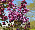 Сирень "Артур Вильям Пол" / Syringa vulgaris "Arthur William Paul" — фото 2