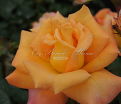 Роза Australian gold (Австралиан голд) — фото 4
