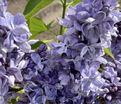Сирень "Великая Победа" / Syringa vulgaris "Velikaya Pobeda" — фото 2