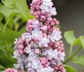 Сирень "Виктор Лемуан" / Syringa vulgaris "Victor Lemoine" — фото 2