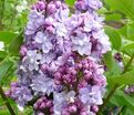 Сирень "Виктор Лемуан" / Syringa vulgaris "Victor Lemoine" — фото 3