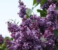 Сирень "Виолетта" / Syringa vulgaris "Violetta" — фото 2