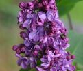 Сирень "Виолетта" / Syringa vulgaris "Violetta" — фото 3
