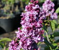 Сирень "Виолетта" / Syringa vulgaris "Violetta" — фото 4