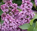 Сирень "Вирджиния Беккер" / Syringa vulgaris "Virginia Becker' — фото 2