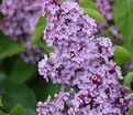 Сирень "Вирджиния Беккер" / Syringa vulgaris "Virginia Becker' — фото 3