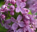 Сирень "Вирджиния Беккер" / Syringa vulgaris "Virginia Becker' — фото 4