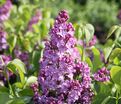 Сирень "Вирджиния Беккер" / Syringa vulgaris "Virginia Becker' — фото 5