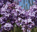 Сирень "Г.Дж. Баардсе" / Syringa vulgaris "G.J. Baardse" — фото 2