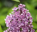 Сирень "Дарк костер" / Syringa vulgaris "Dark Koster" — фото 3