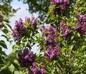 Сирень "Дарк костер" / Syringa vulgaris "Dark Koster" — фото 4